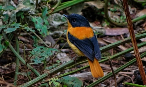 A colorful black and orange flycatcher, Munnar Birding Tour