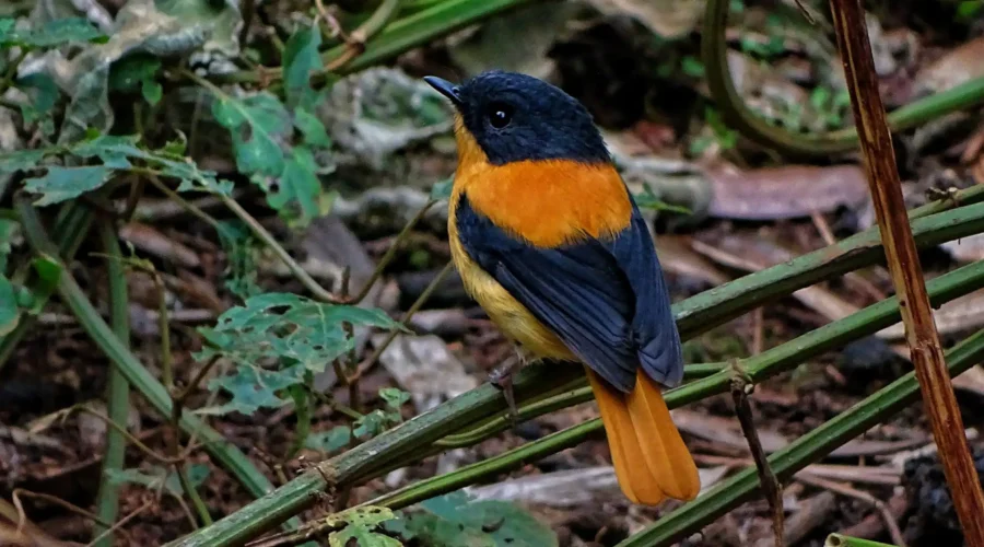 A colorful black and orange flycatcher, Munnar Birding Tour