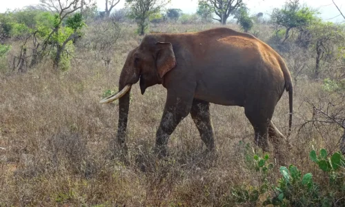 An elephant standing in the lush greenery of Mudumalai Tiger Reserve.