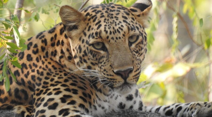 Close-up of a leopard resting in Nagarhole National Park, Kabini.