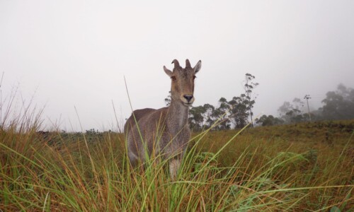 Nilgiri Tahr standing on rocky terrain in Eravikulam National Park, Munnar