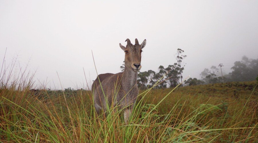Nilgiri Tahr standing on rocky terrain in Eravikulam National Park, Munnar