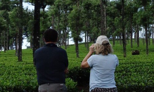 Indian Gaur standing amidst greenery in Valparai, Tamil Nadu.