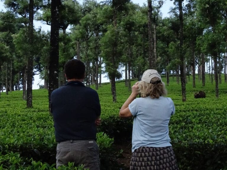 Indian Gaur standing amidst greenery in Valparai, Tamil Nadu.