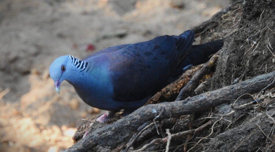 Nilgiri Wood Pigeon resting on a branch in Munnar forest