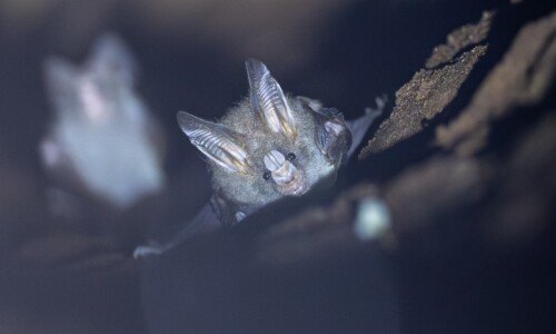 Lesser False Vampire, Western Ghats Wildlife Tour
