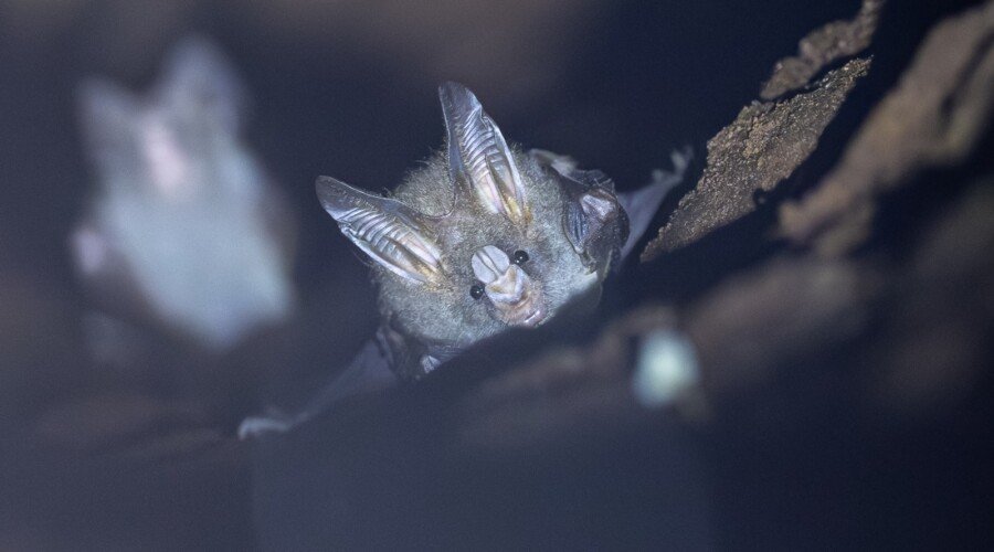 Lesser False Vampire, Western Ghats Wildlife Tour