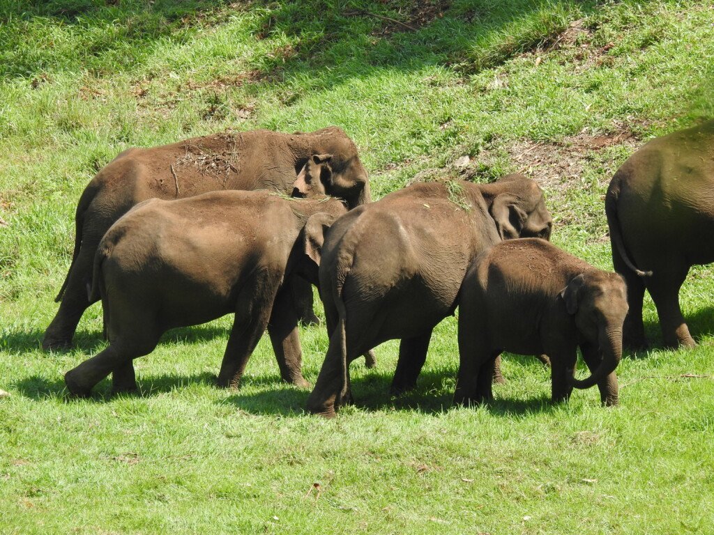 Herd of Asiatic elephants walking through the misty hills and grass lands of Munnar, Kerala, India