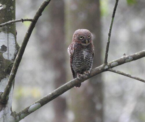 Jungle Owlet perched on a tree branch inside Periyar Tiger Reserve, Kerala, India