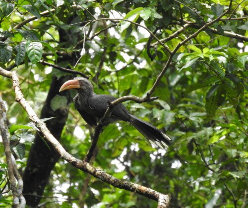 Malabar Grey Hornbill perched on a tree branch in the Western Ghats rainforest of Kerala