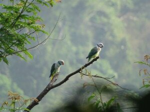 A vibrant Malabar parakeet perched on a tree branch in Thattekad Sanctuary.