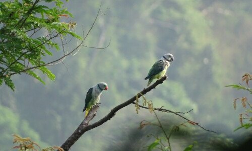 A vibrant Malabar parakeet perched on a tree branch in Thattekad Sanctuary.
