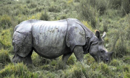 Indian one-horned rhinoceros grazing in the grasslands of Kaziranga National Park, Assam, India