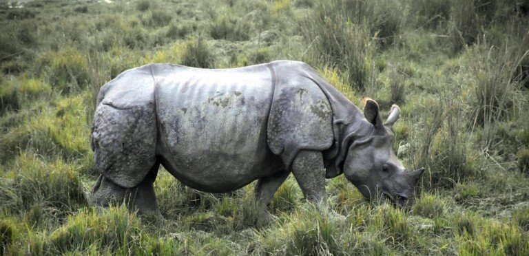 Indian one-horned rhinoceros grazing in the grasslands of Kaziranga National Park, Assam, India