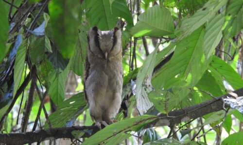 Close-up of a Sri Lanka Bay Owl perched in Thattekad forest.