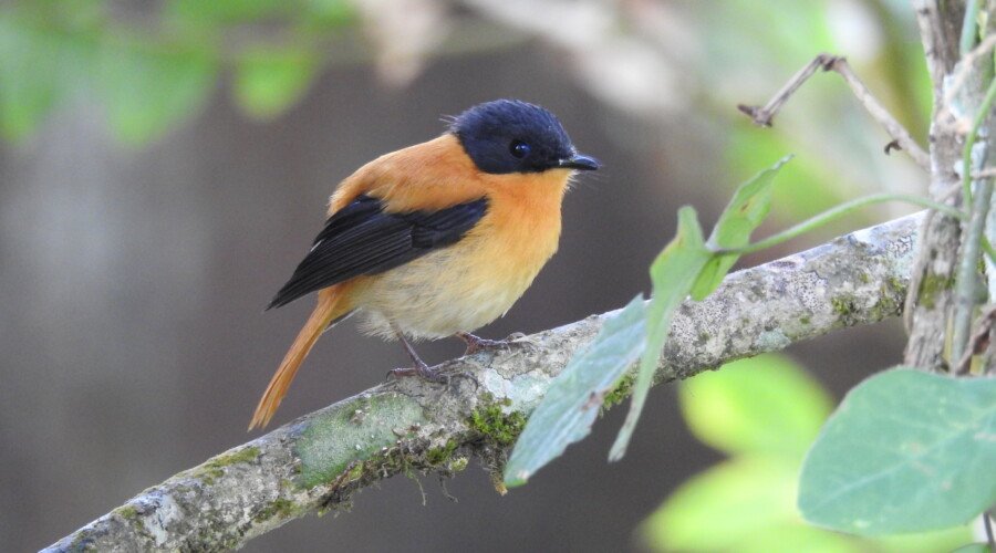 South India Birding Tour. Black and Orange Flycatcher