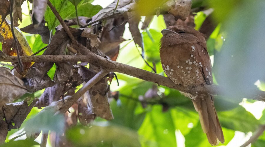 Thattekad Bird Watching Day Tour, Frogmouth, Kerala Bird Watching Holiday