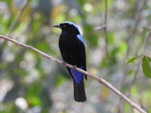 Asian Fairy Bluebird perched on a branch in the lush forests of Salim Ali Bird Sanctuary, Thattekkad, Kerala, India