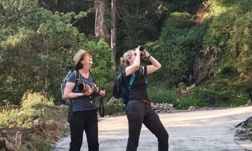 A vibrant bird perched on a branch in South India.