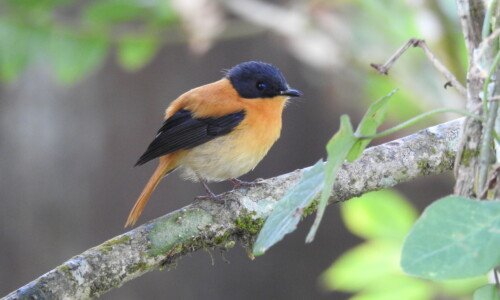 South India Birding Tour. Black and Orange Flycatcher