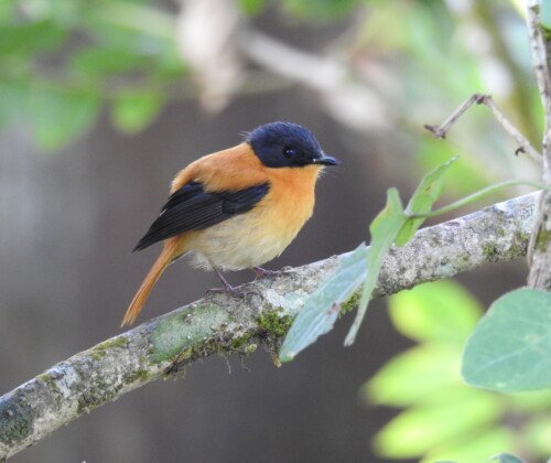 Black and Orange Flycatcher perched on a mossy branch in the shola forests of Pampadum Shola National Park near Munnar, Kerala, India