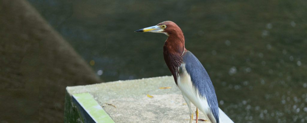 Chinese pond heron standing in a lush green area in Kerala.