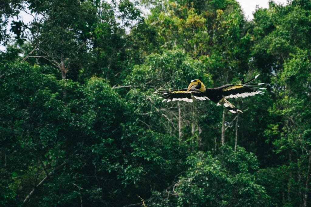 The Great Indian Hornbill flying in an evergreen forest of Kerala.