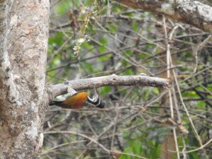 Malabar Flameback Woodpecker clinging to a tree trunk at Salim Ali Bird Sanctuary, Thattekad, Kerala, India