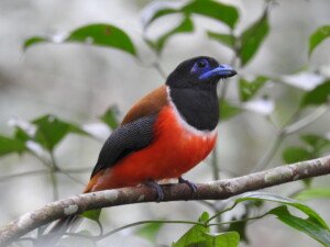 Male Malabar Trogon perched on a branch in the dense forests of Salim Ali Bird Sanctuary, Thattekkad, Kerala, India
