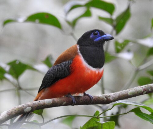 Male Malabar Trogon perched on a branch in the dense forests of Salim Ali Bird Sanctuary, Thattekkad, Kerala, India