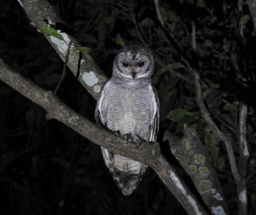 Mottled Wood Owl perched on a branch at night in the forests of Salim Ali Bird Sanctuary, Thattekkad, Kerala, India