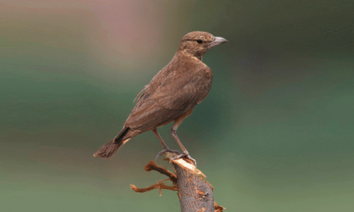 Rufous-tailed Lark perched on dry grassland terrain in the Deccan Plateau region of India