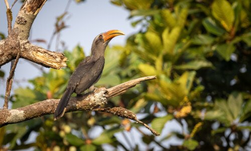Malabar Grey hornbill, Kerala Birding Tour