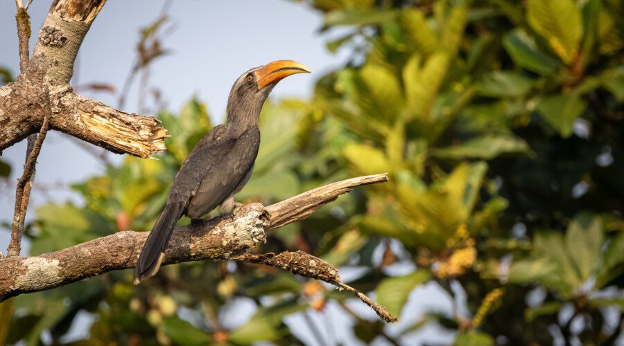 Malabar Grey hornbill, Kerala Birding Tour