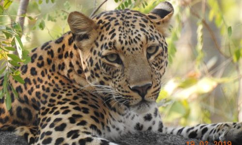 022 Leopard close-up