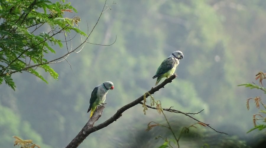 A vibrant Malabar parakeet perched on a tree branch in Thattekad Sanctuary.