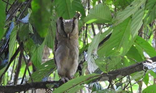 Close-up of a Sri Lanka Bay Owl perched in Thattekad forest.