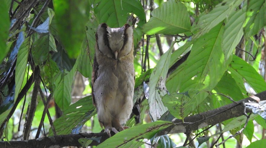 Close-up of a Sri Lanka Bay Owl perched in Thattekad forest.