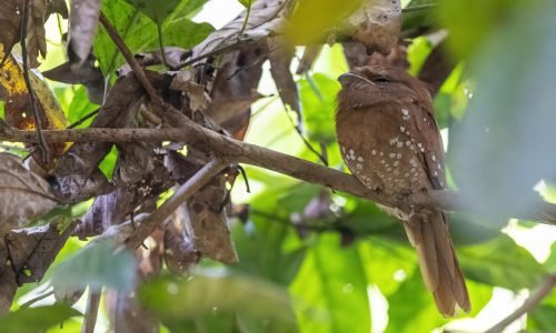 Thattekad Bird Watching Day Tour, Frogmouth, Kerala Bird Watching Holiday