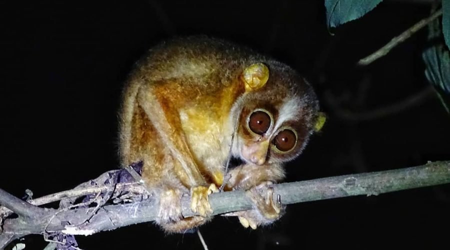 Grey Slender Loris spotted at night in the forests of Salim Ali Bird Sanctuary, Thattekkad, Kerala, India