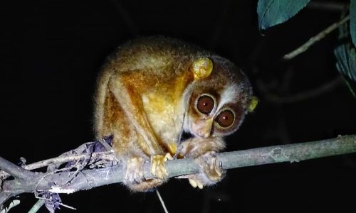 slender loris in Thattekad