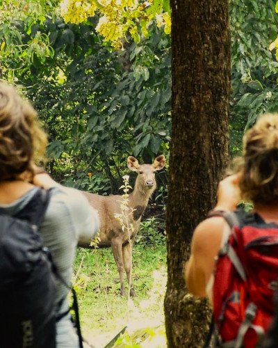 Sambar deer in Peryar tiger reserve